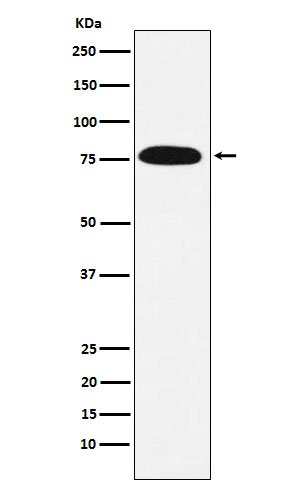 Rabbit monoclonal antibody