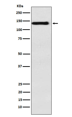 Rabbit monoclonal antibody
