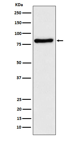Rabbit monoclonal antibody