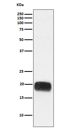 Rabbit monoclonal antibody