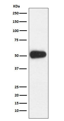 Rabbit monoclonal antibody