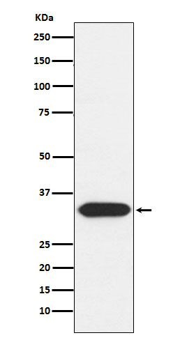 Rabbit monoclonal antibody