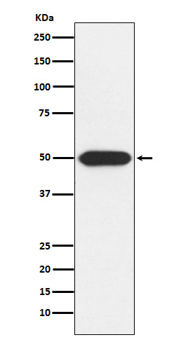 Rabbit monoclonal antibody