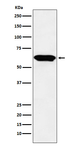 Rabbit monoclonal antibody