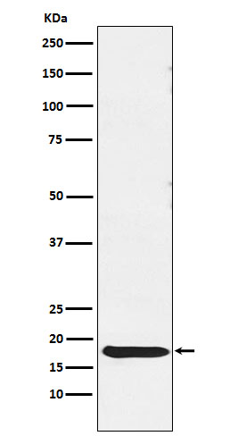 Rabbit monoclonal antibody