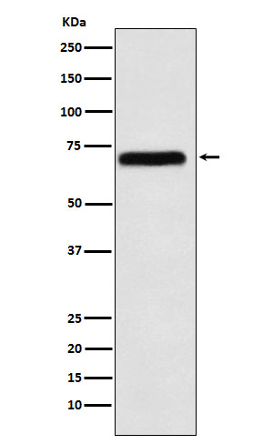 Rabbit monoclonal antibody