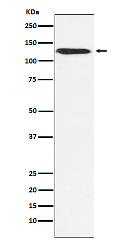 Rabbit monoclonal antibody