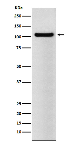 Rabbit monoclonal antibody
