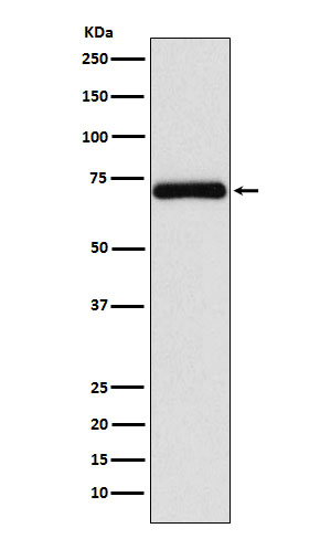 Rabbit monoclonal antibody