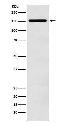 Rabbit monoclonal antibody