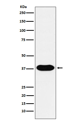 Rabbit monoclonal antibody