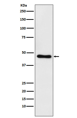 Rabbit monoclonal antibody