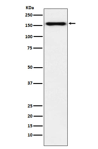 Rabbit monoclonal antibody