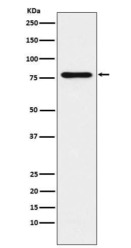 Rabbit monoclonal antibody