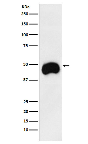 Rabbit monoclonal antibody