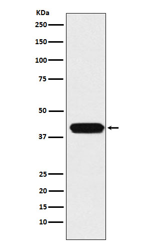 Rabbit monoclonal antibody