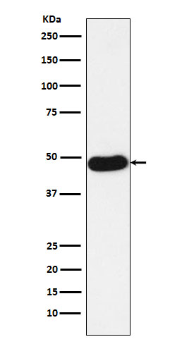 Rabbit monoclonal antibody
