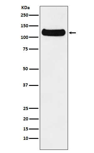 Rabbit monoclonal antibody