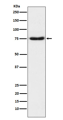 Rabbit monoclonal antibody