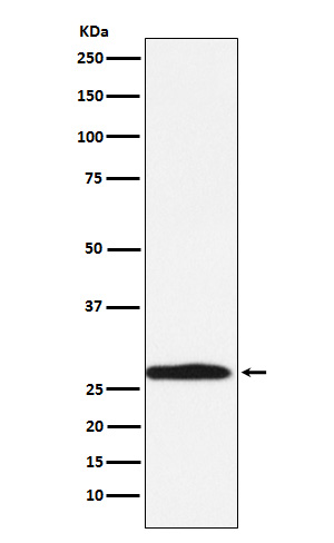 Rabbit monoclonal antibody