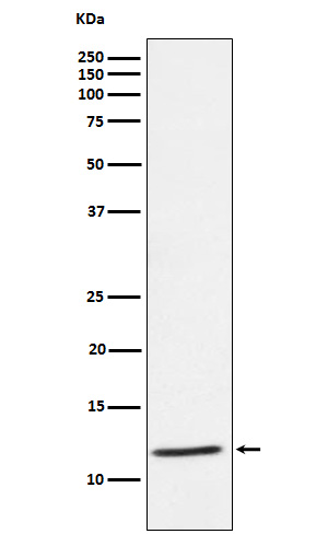 Rabbit monoclonal antibody