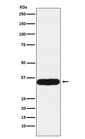 Rabbit monoclonal antibody