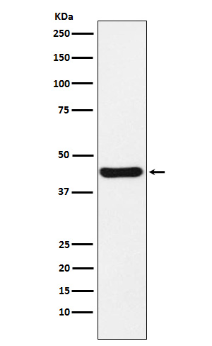 Rabbit monoclonal antibody
