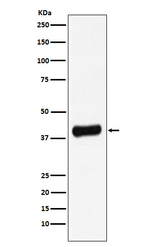 Rabbit monoclonal antibody