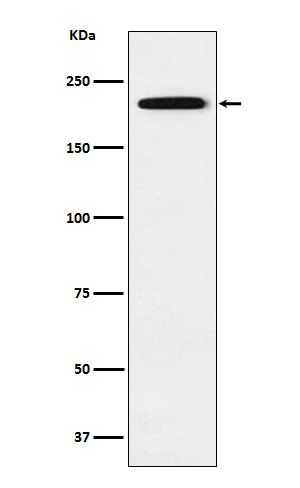 Rabbit monoclonal antibody