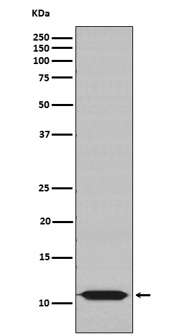 Rabbit monoclonal antibody