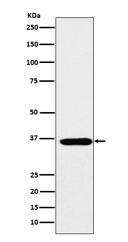 Rabbit monoclonal antibody