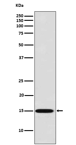 Rabbit monoclonal antibody