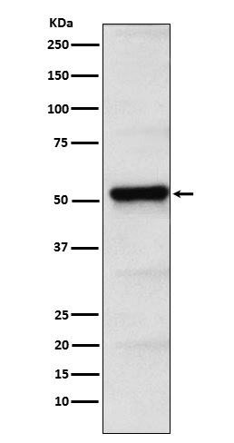 Rabbit monoclonal antibody