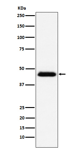 Rabbit monoclonal antibody