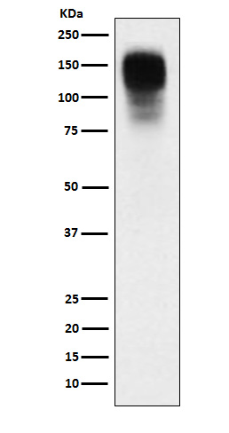 Rabbit monoclonal antibody