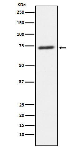 Rabbit monoclonal antibody