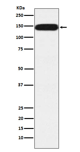 Rabbit monoclonal antibody