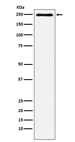 Rabbit monoclonal antibody