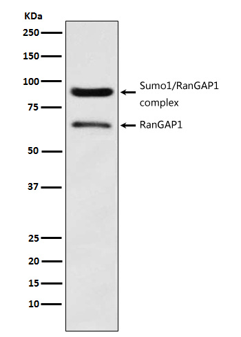 Rabbit monoclonal antibody