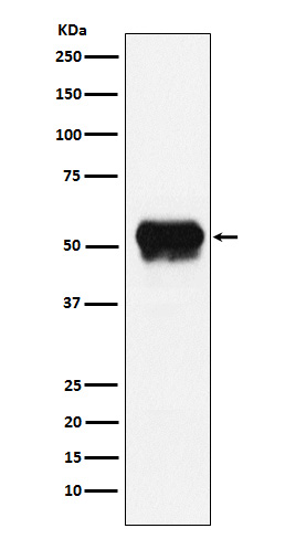 Rabbit monoclonal antibody
