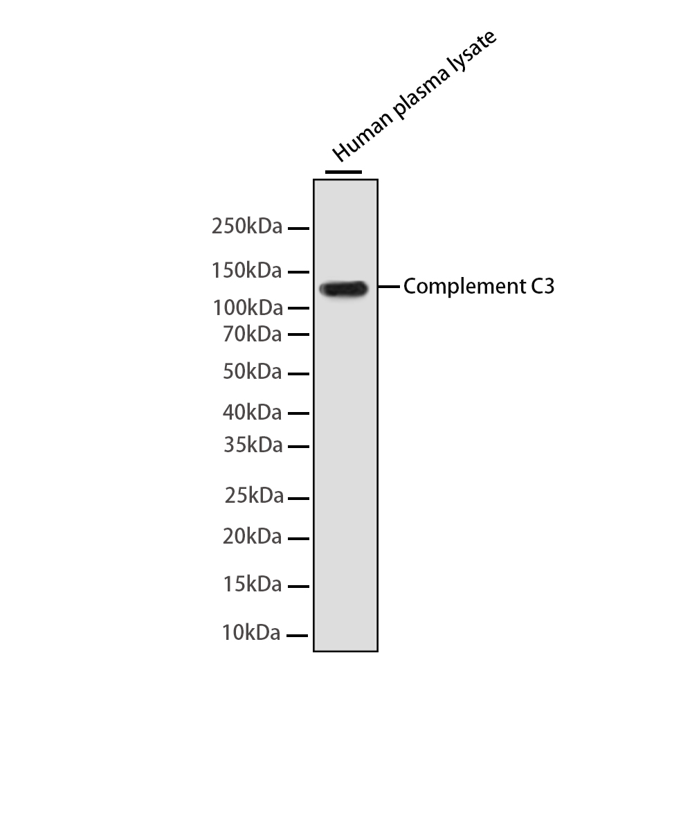 Rabbit monoclonal antibody