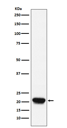 Rabbit monoclonal antibody