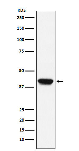 Rabbit monoclonal antibody