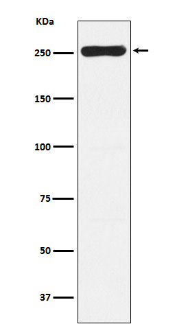 Rabbit monoclonal antibody
