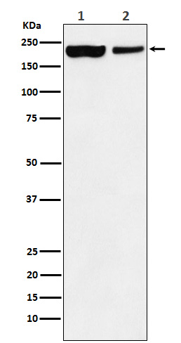 Rabbit monoclonal antibody
