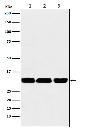 Rabbit monoclonal antibody