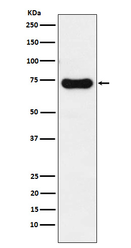 Rabbit monoclonal antibody