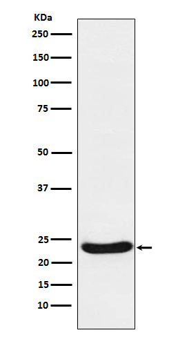 Rabbit monoclonal antibody