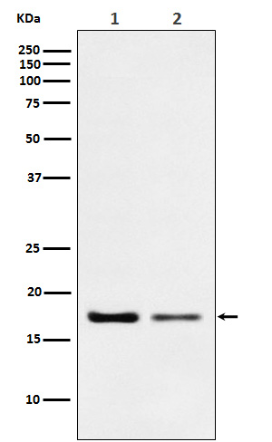 Rabbit monoclonal antibody