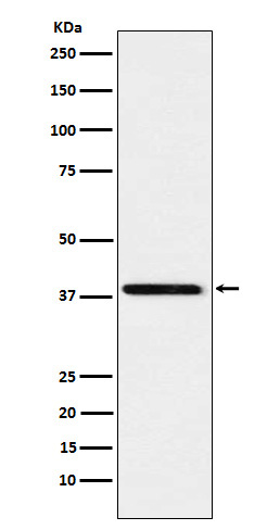 Rabbit monoclonal antibody
